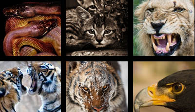 imagens-photoshop Fotos de animais